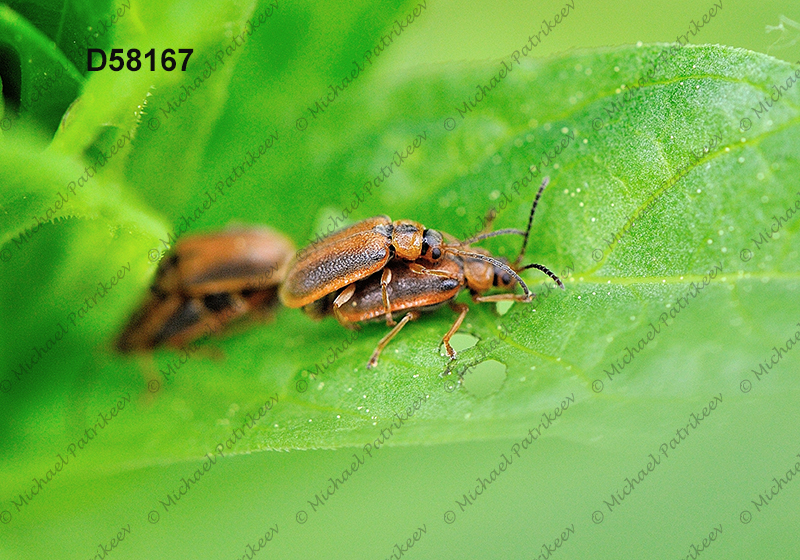 Black-margined Loosestrife Beetle (Neogalerucella calmariensis)